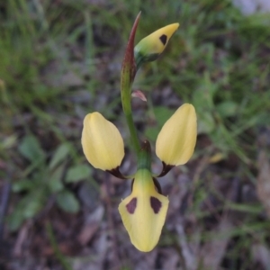 Diuris sulphurea at Tennent, ACT - suppressed