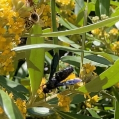 Austroscolia soror (Blue Flower Wasp) at Theodore, ACT - 3 Mar 2022 by Cardy