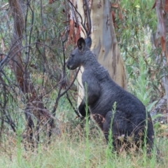 Osphranter robustus robustus (Eastern Wallaroo) at Paddys River, ACT - 2 Mar 2022 by SandraH