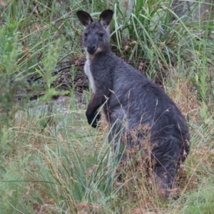 Osphranter robustus robustus at Paddys River, ACT - 2 Mar 2022 07:18 AM