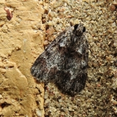 Spectrotrota fimbrialis (A Pyralid moth) at Wanniassa, ACT - 3 Mar 2022 by JohnBundock