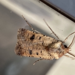 Agrotis porphyricollis (Variable Cutworm) at Jerrabomberra, NSW - 3 Mar 2022 by SteveBorkowskis