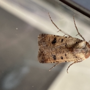 Agrotis porphyricollis at Jerrabomberra, NSW - 3 Mar 2022