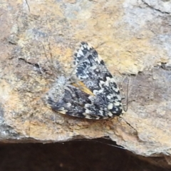 Halone sinuata (Rock Lichen Moth) at ANBG - 2 Mar 2022 by HelenCross