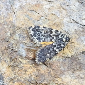 Halone sinuata at Acton, ACT - 2 Mar 2022 05:43 PM