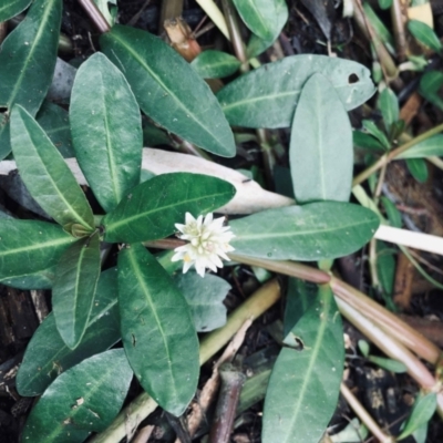 Alternanthera philoxeroides (Alligator Weed) at Lake Burley Griffin West - 3 Mar 2022 by RWPurdie