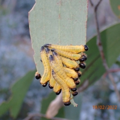 Pseudoperga sp. (genus) (Sawfly, Spitfire) at Providence Portal, NSW - 19 Feb 2022 by FeralGhostbat