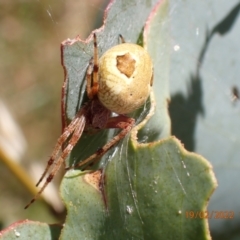 Araneinae (subfamily) (Orb weaver) at Providence Portal, NSW - 19 Feb 2022 by FeralGhostbat