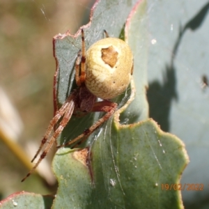 Araneinae (subfamily) at Providence Portal, NSW - 19 Feb 2022
