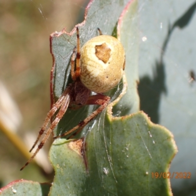 Araneinae (subfamily) (Orb weaver) at Providence Portal, NSW - 19 Feb 2022 by FeralGhostbat