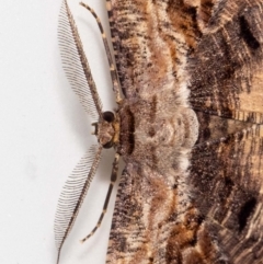 Scioglyptis lyciaria (White-patch Bark Moth) at QPRC LGA - 2 Mar 2022 by MarkT