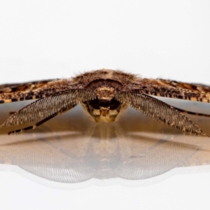 Scioglyptis lyciaria at Jerrabomberra, NSW - 2 Mar 2022