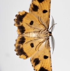 Scioglyptis lyciaria at Jerrabomberra, NSW - suppressed