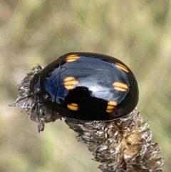 Paropsisterna octosignata (Eucalyptus leaf beetle) at Googong, NSW - 3 Mar 2022 by SteveBorkowskis