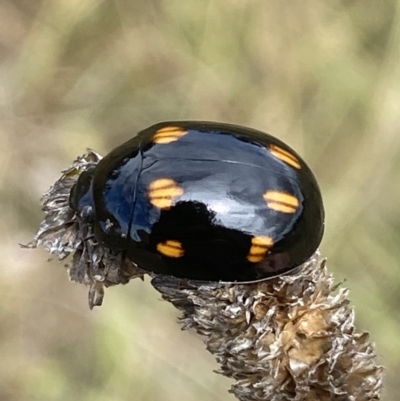 Paropsisterna octosignata (Eucalyptus leaf beetle) at QPRC LGA - 3 Mar 2022 by Steve_Bok