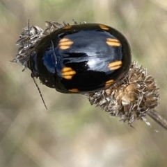 Paropsisterna octosignata at Googong, NSW - 3 Mar 2022