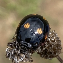 Paropsisterna octosignata at Googong, NSW - 3 Mar 2022