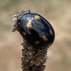 Paropsisterna octosignata at Googong, NSW - 3 Mar 2022 02:34 PM