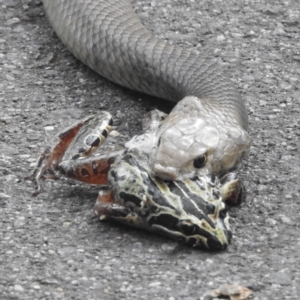 Limnodynastes peronii at Acton, ACT - 3 Mar 2022