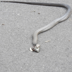 Pseudonaja textilis (Eastern Brown Snake) at Acton, ACT - 3 Mar 2022 by HelenCross
