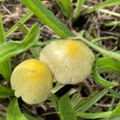 Bolbitius titubans (Yellow Fieldcap Mushroom) at Griffith Woodland - 3 Mar 2022 by AlexKirk