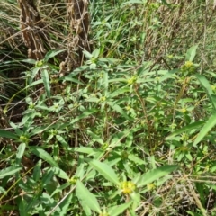 Euphorbia davidii (David's Spurge) at Jerrabomberra, ACT - 3 Mar 2022 by Mike