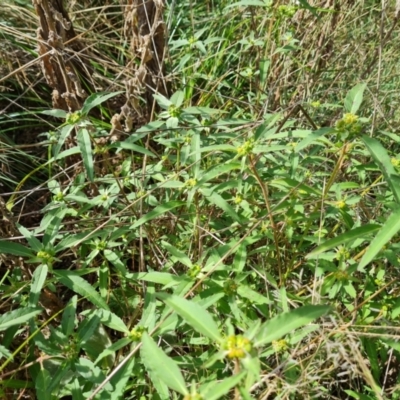 Euphorbia davidii (David's Spurge) at Isaacs Ridge and Nearby - 3 Mar 2022 by Mike