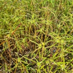 Euphorbia davidii at Jerrabomberra, ACT - 3 Mar 2022
