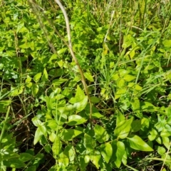 Vinca major (Blue Periwinkle) at Jerrabomberra, ACT - 3 Mar 2022 by Mike