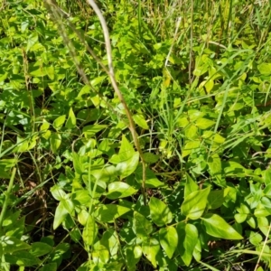 Vinca major at Jerrabomberra, ACT - 3 Mar 2022 04:17 PM