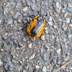 Chondropyga dorsalis (Cowboy beetle) at Isaacs Ridge and Nearby - 3 Mar 2022 by Mike