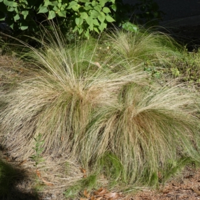 Nassella trichotoma (Serrated Tussock) at McKellar, ACT - 27 Feb 2022 by Amata