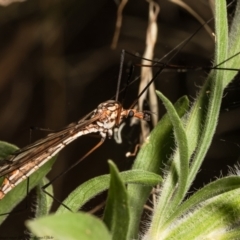 Ischnotoma (Ischnotoma) eburnea (A Crane Fly) at Red Hill, ACT - 3 Mar 2022 by Roger