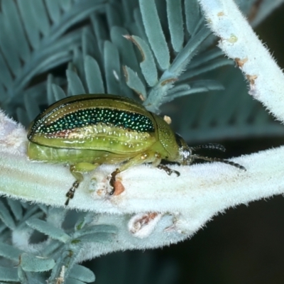 Calomela vittata (Acacia leaf beetle) at Mount Ainslie - 3 Feb 2022 by jb2602