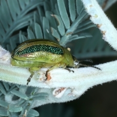 Calomela vittata (Acacia leaf beetle) at Pialligo, ACT - 3 Feb 2022 by jb2602