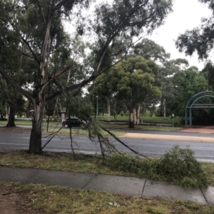 Eucalyptus elata at Phillip, ACT - 2 Mar 2022