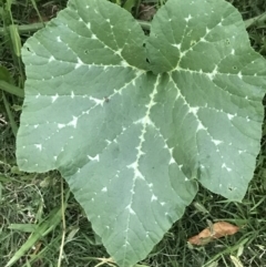 Cucurbita pepo (Pumpkin, Marrow, Squash) at Hughes Garran Woodland - 28 Feb 2022 by Tapirlord