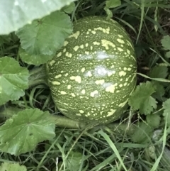 Cucurbita pepo at Garran, ACT - 28 Feb 2022 07:28 PM