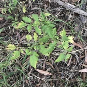 Solanum lycopersicum at Hughes, ACT - 28 Feb 2022