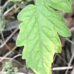 Solanum lycopersicum at Hughes, ACT - 28 Feb 2022