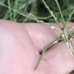 Cynodon dactylon (Couch Grass) at Red Hill to Yarralumla Creek - 28 Feb 2022 by Tapirlord