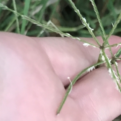 Cynodon dactylon (Couch Grass) at Hughes Garran Woodland - 28 Feb 2022 by Tapirlord