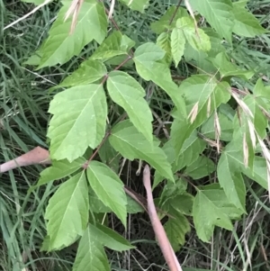 Acer negundo at Garran, ACT - 28 Feb 2022 07:17 PM