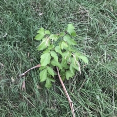 Acer negundo at Garran, ACT - 28 Feb 2022 07:17 PM