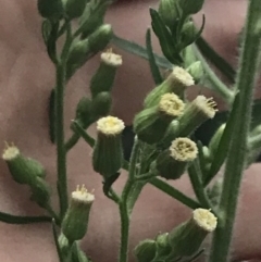 Erigeron sumatrensis at Garran, ACT - 28 Feb 2022 07:15 PM