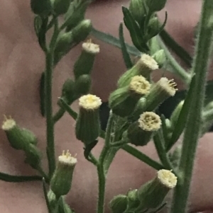 Erigeron sumatrensis at Garran, ACT - 28 Feb 2022 07:15 PM