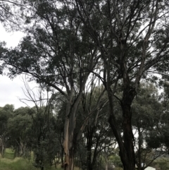 Eucalyptus polyanthemos subsp. polyanthemos (Red Box) at Red Hill to Yarralumla Creek - 28 Feb 2022 by Tapirlord