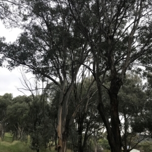 Eucalyptus polyanthemos subsp. polyanthemos at Garran, ACT - 28 Feb 2022