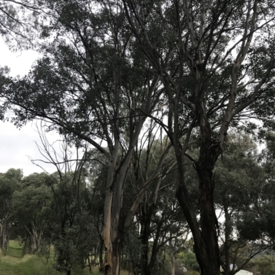 Eucalyptus polyanthemos subsp. polyanthemos (Red Box) at Garran, ACT - 28 Feb 2022 by Tapirlord