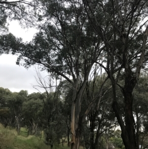 Eucalyptus polyanthemos subsp. polyanthemos at Garran, ACT - 28 Feb 2022 07:13 PM